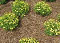  Sassy Compact Yellow Marguerite or Cobbitty Daisy / Argyranthemum frutescens 